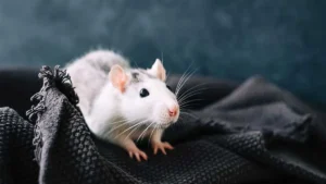 dinkes-dki-pantau-sebaran-hantavirus-di-jakarta-sepanjang-2026